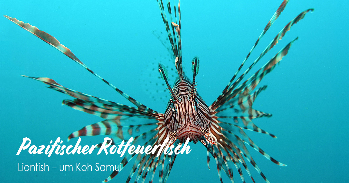 Pazifischer Rotfeuerfisch - Lionfish