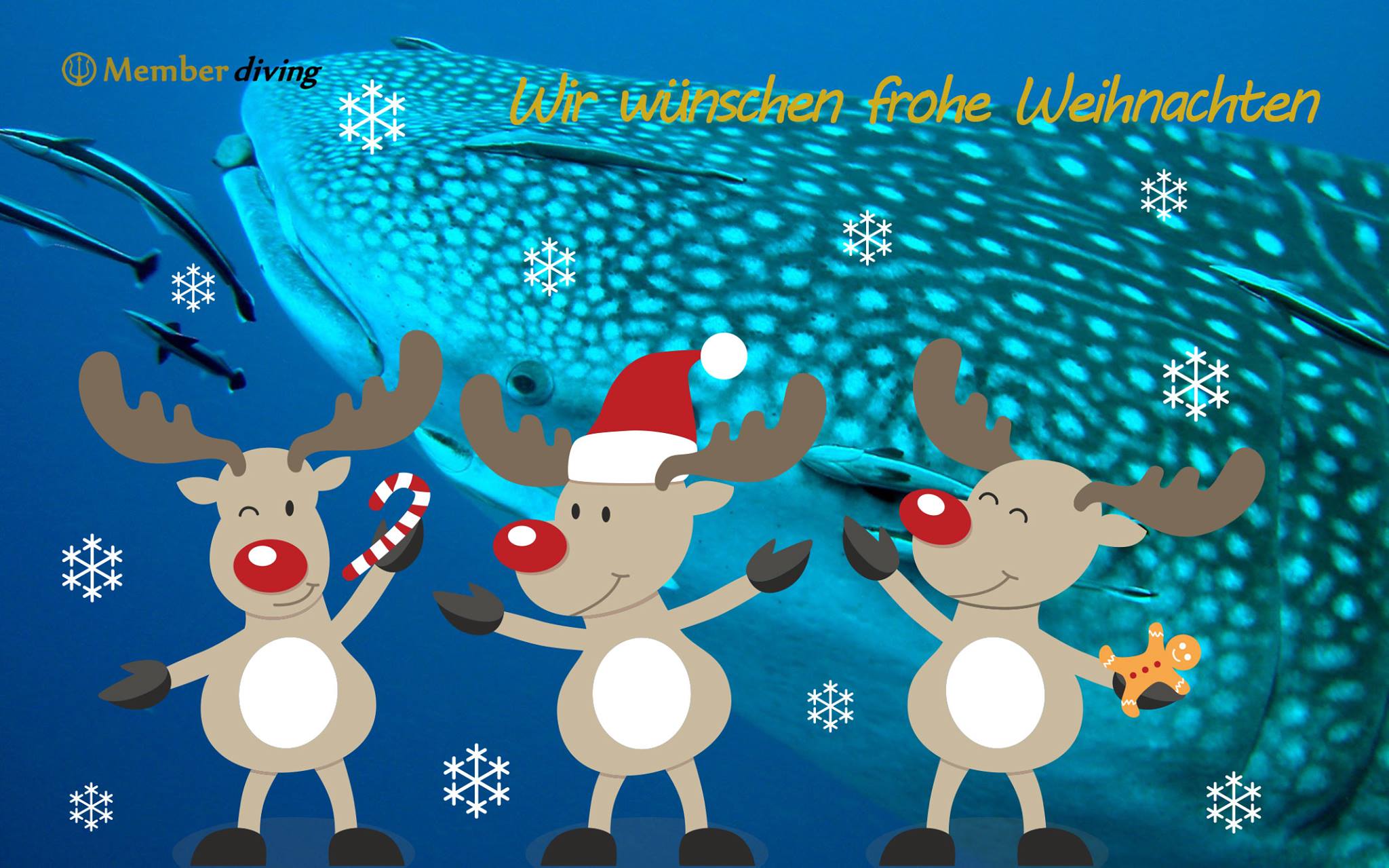 Frohe Weihnachten 2016 - Member Diving