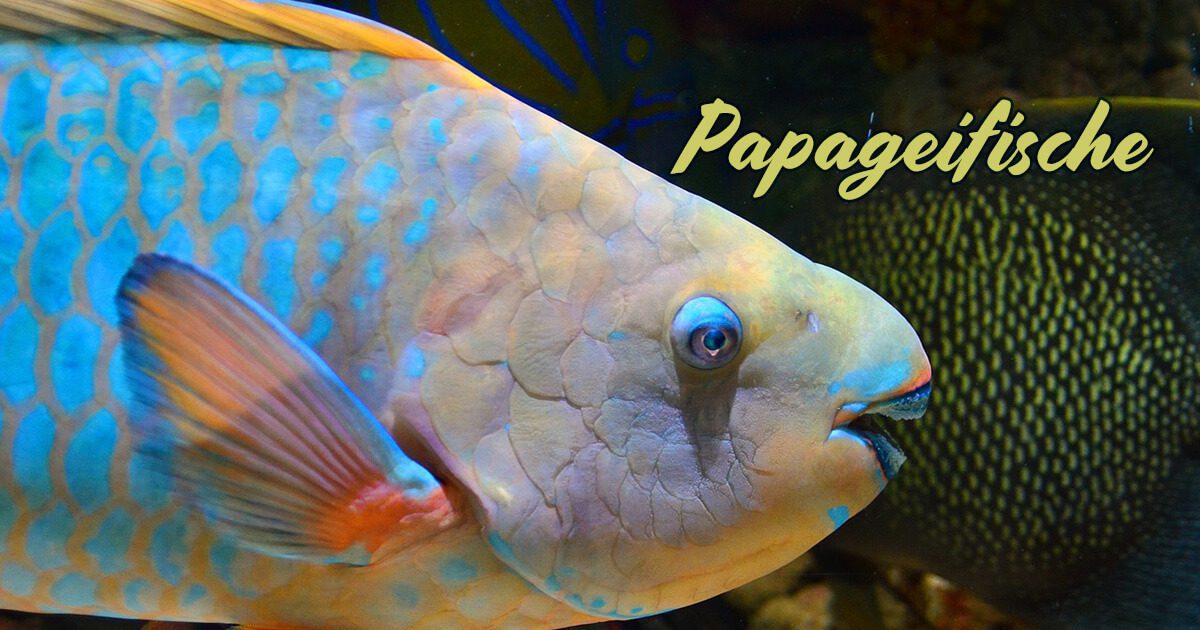 Papageifische