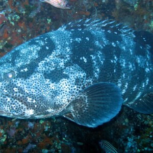 Member Diving Tauchausflug