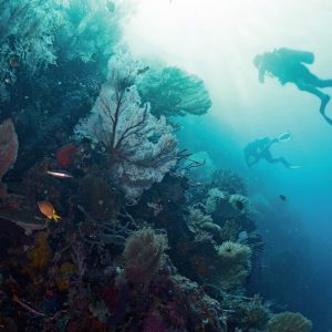Dive Guide / Divemaster