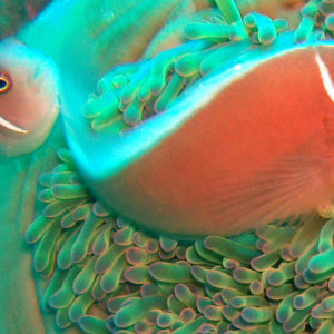 Tauchausflüge und Tauchen Koh Samui