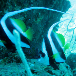 Diving with Member Diving