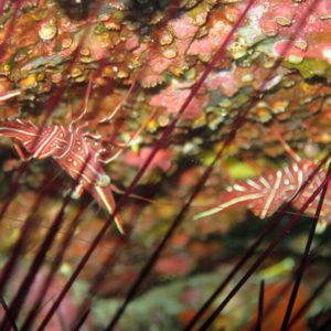 Tauchen mit Member Diving