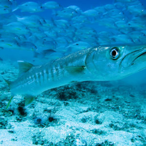 Diving with Member Diving