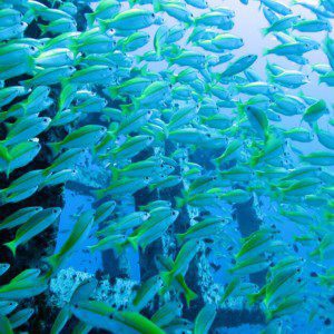 Diving with Member Diving