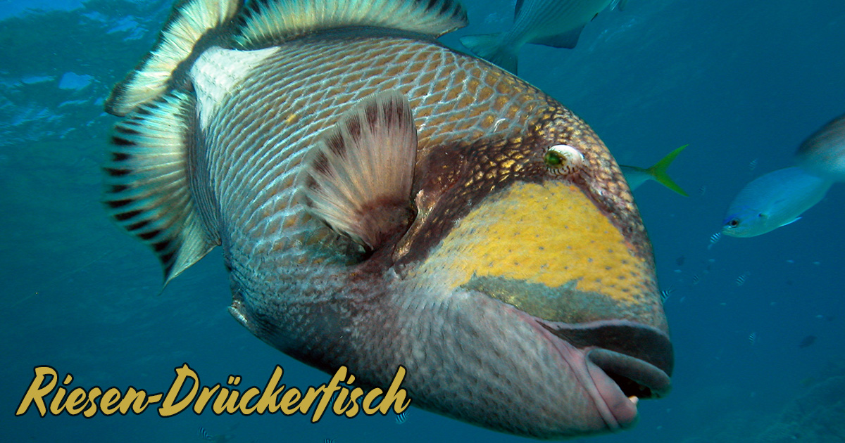 Riesen-Drückerfisch