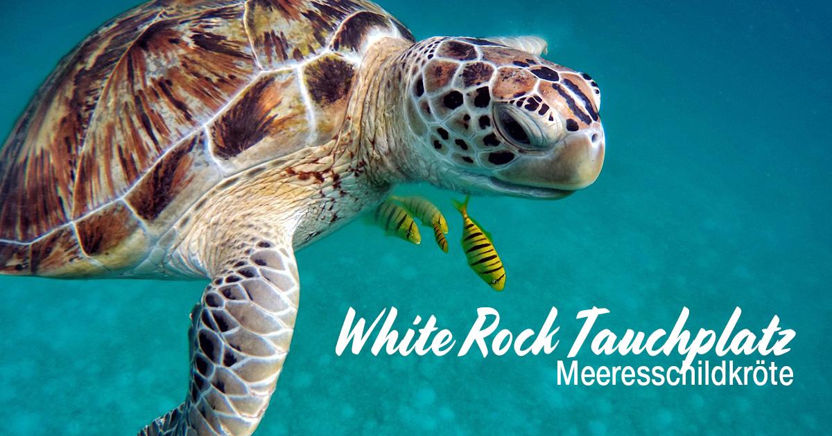 White Rock Tauchplatz - Meeresschildkröte