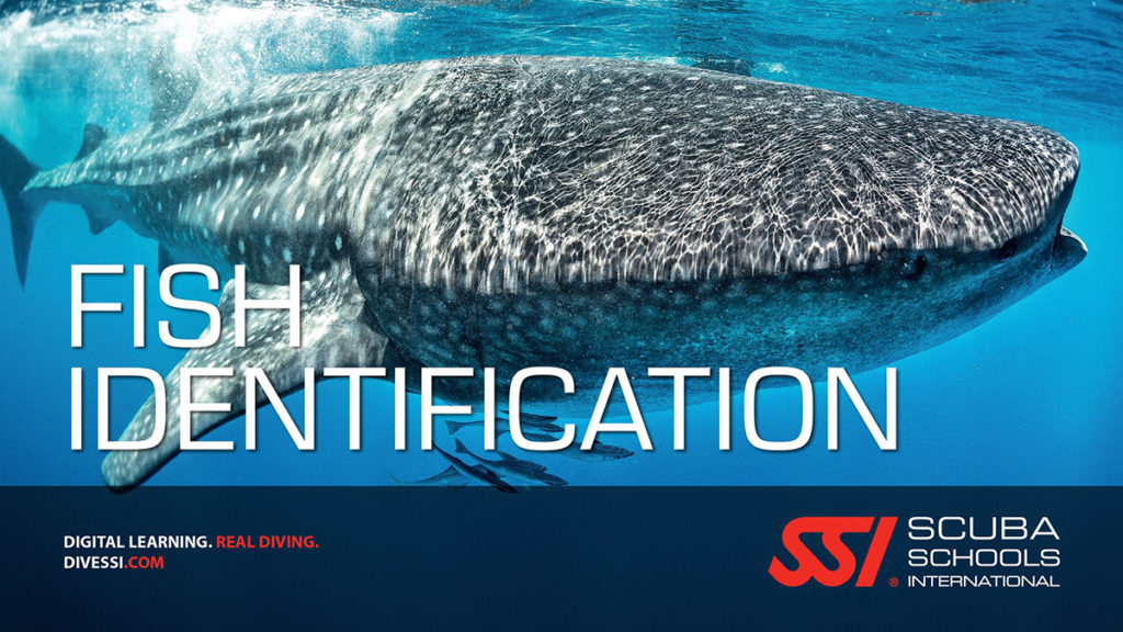 Fish Identification Dive Courses, Dive Tours, Snorkeling on Koh Samui