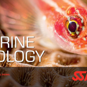 Marine Ecology / Underwater Naturalist