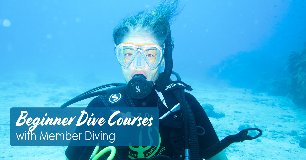 Beginner Dive Courses with Member Diving