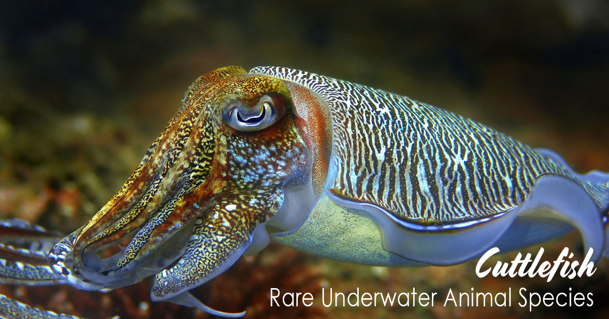 Cuttlefish Rare Underwater Animal Species