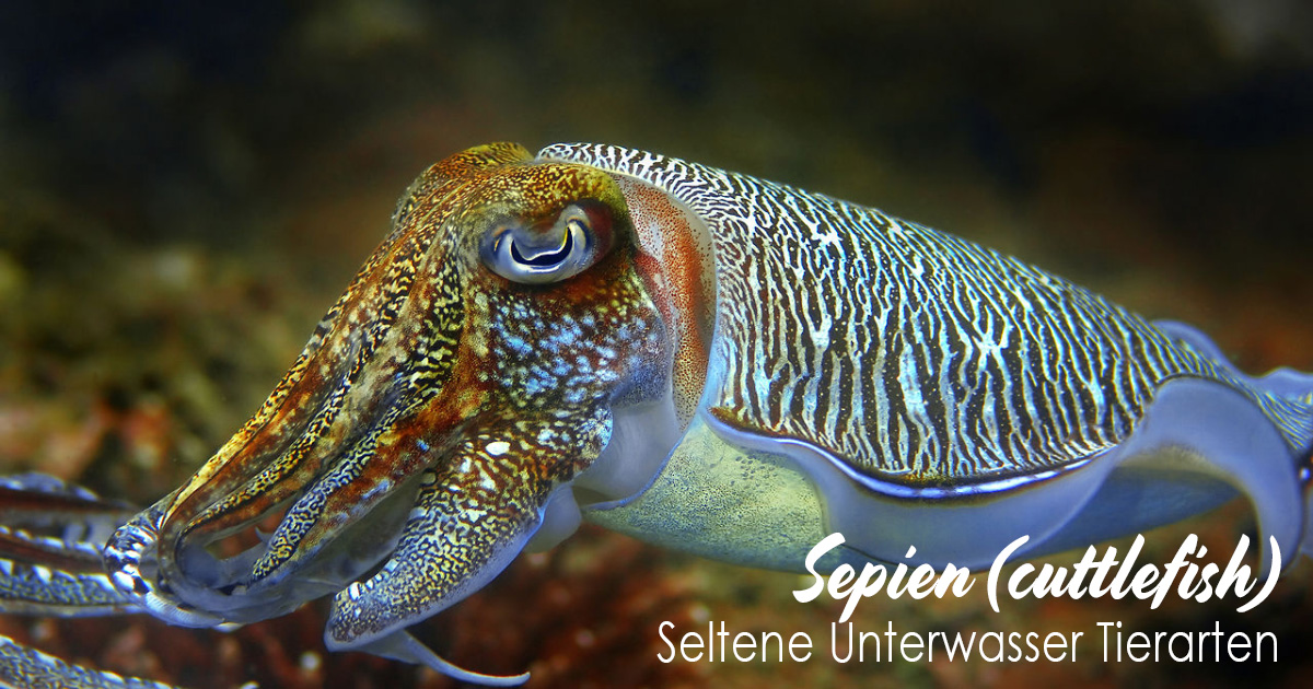Sepien Seltene Unterwasser Tierarten