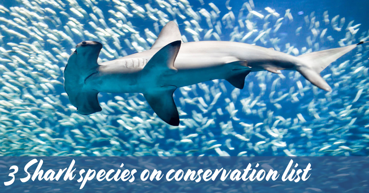 3-Shark-species-on-conservation-list