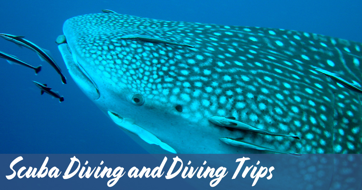 Scuba Diving and Diving Trips