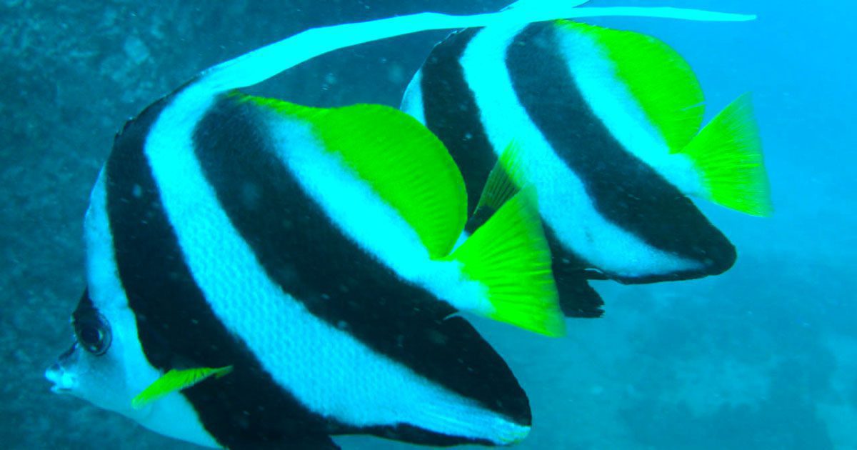 Common bannerfish at Twins dive site