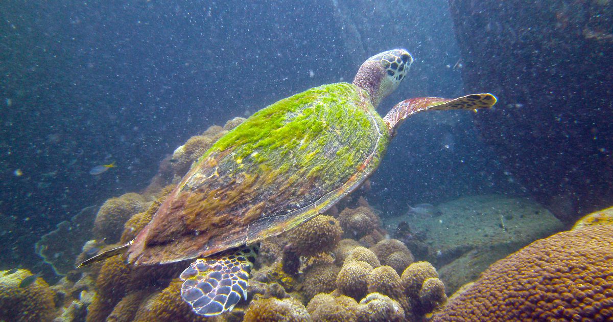 Green Sea Turtle at Green Rock dive site
