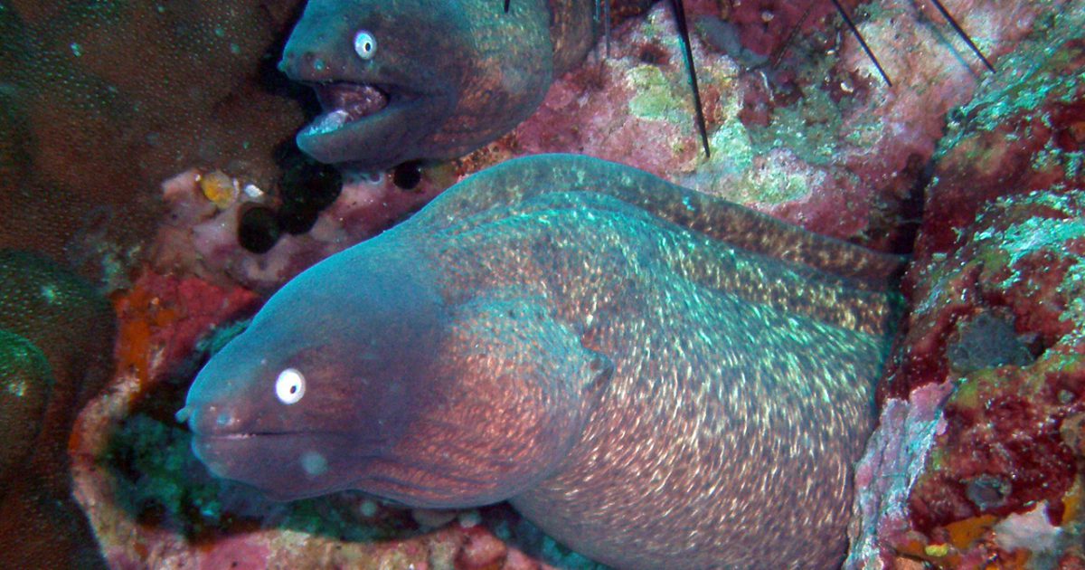 White-eyed moray at White Rock dive site