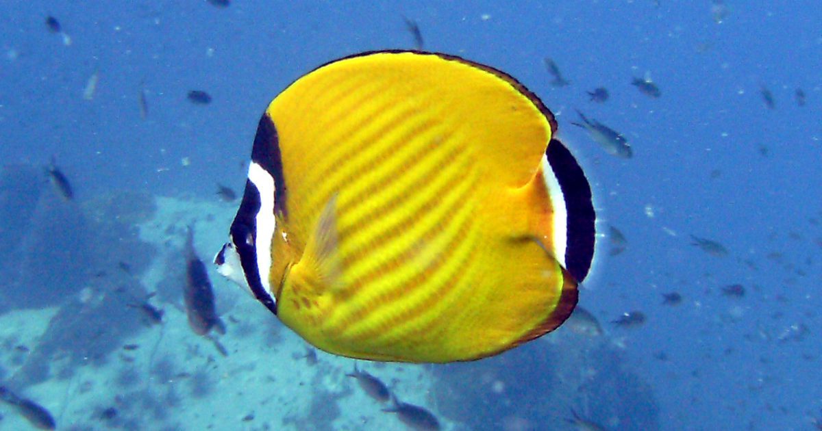 Wiebels Butterflyfish at Mango Bay dive site
