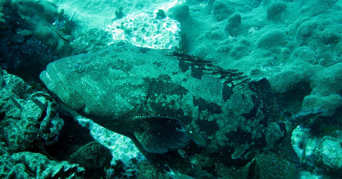Groupers at Chumphon Pinnacle dive site
