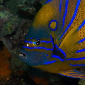 Koh Tao Übernachttour für zertifizierte Taucher, 3 Tage, 2 Nächte