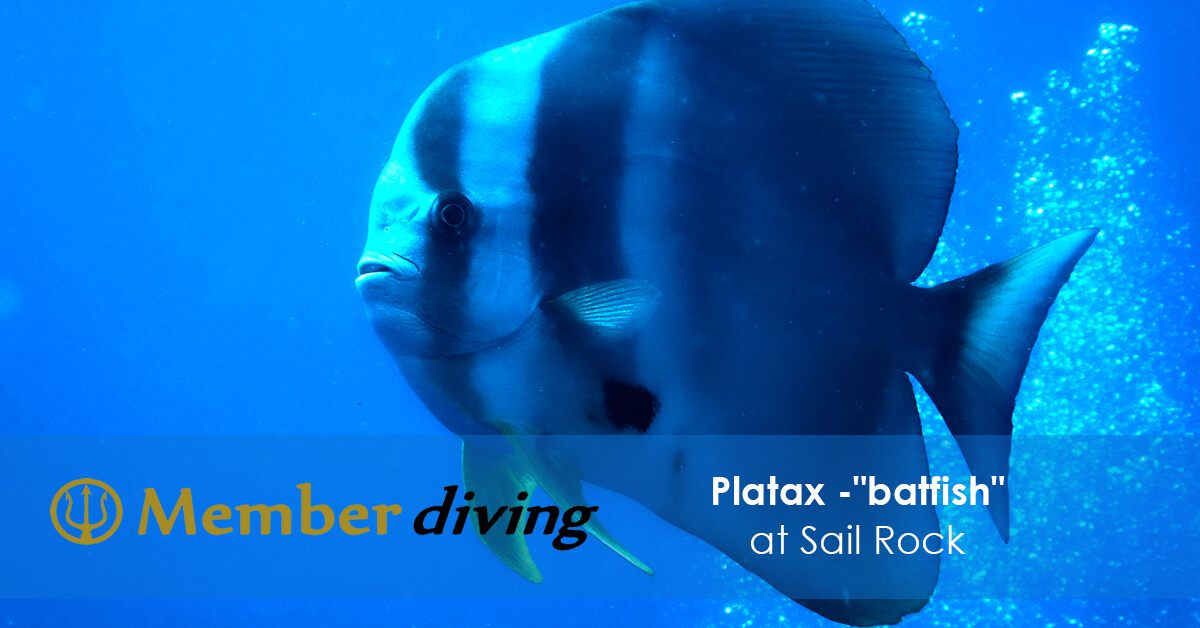 Platax - batfish at Sail Rock