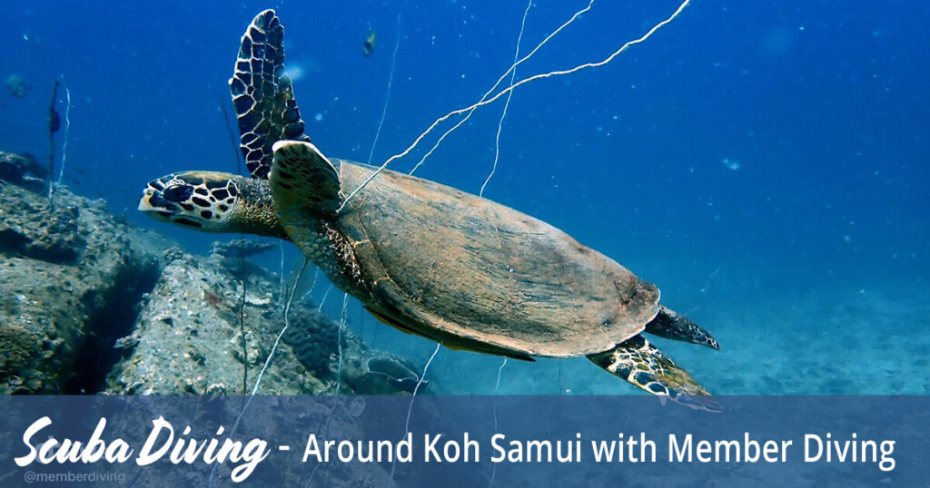 Scuba Diving around Koh Samui with Member Diving