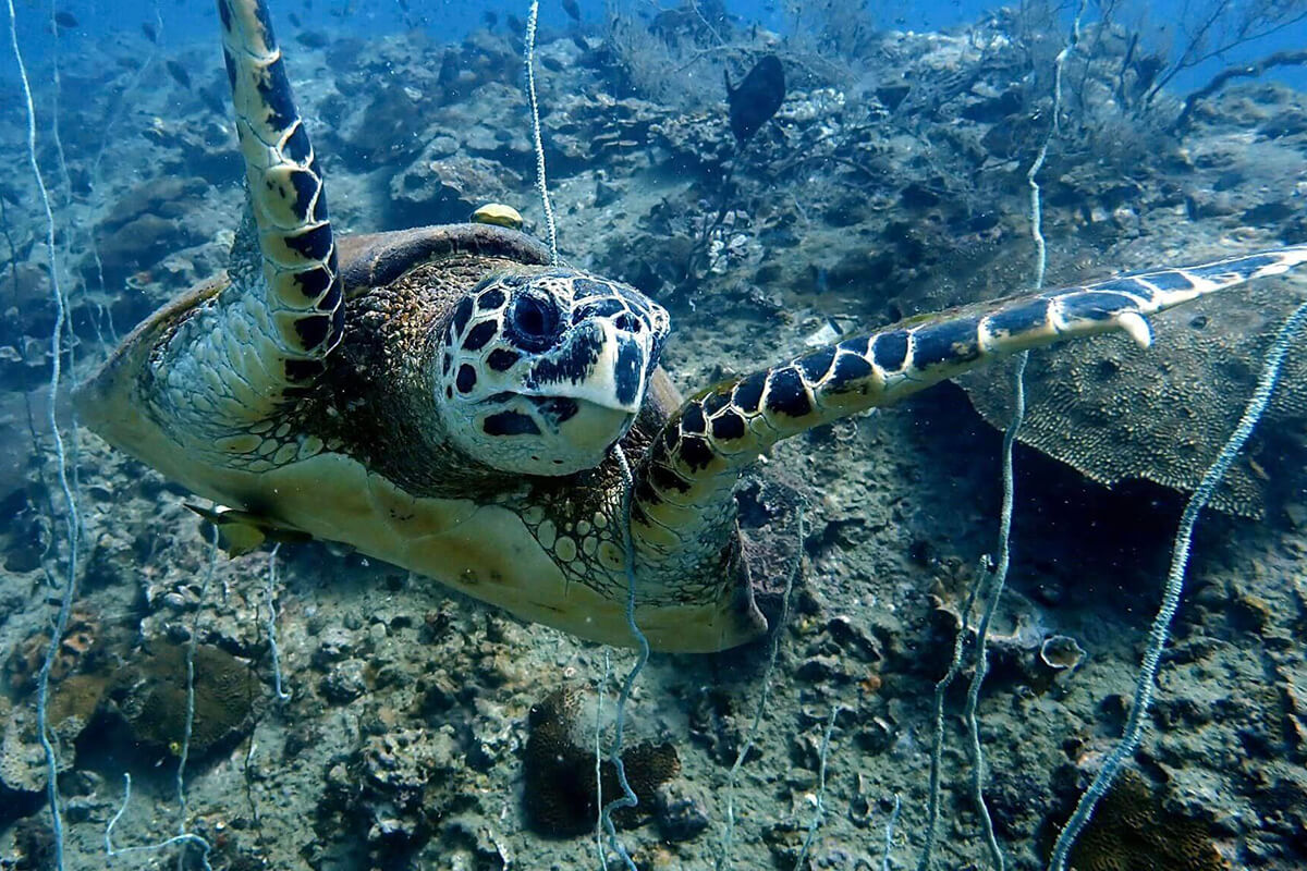 This includes not touching or disturbing marine life, not leaving any trash or debris behind, and using eco-friendly products.