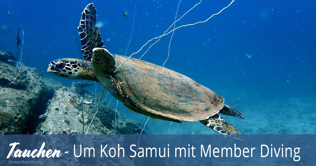 um Diving Samui Member mit Koh Tauchen