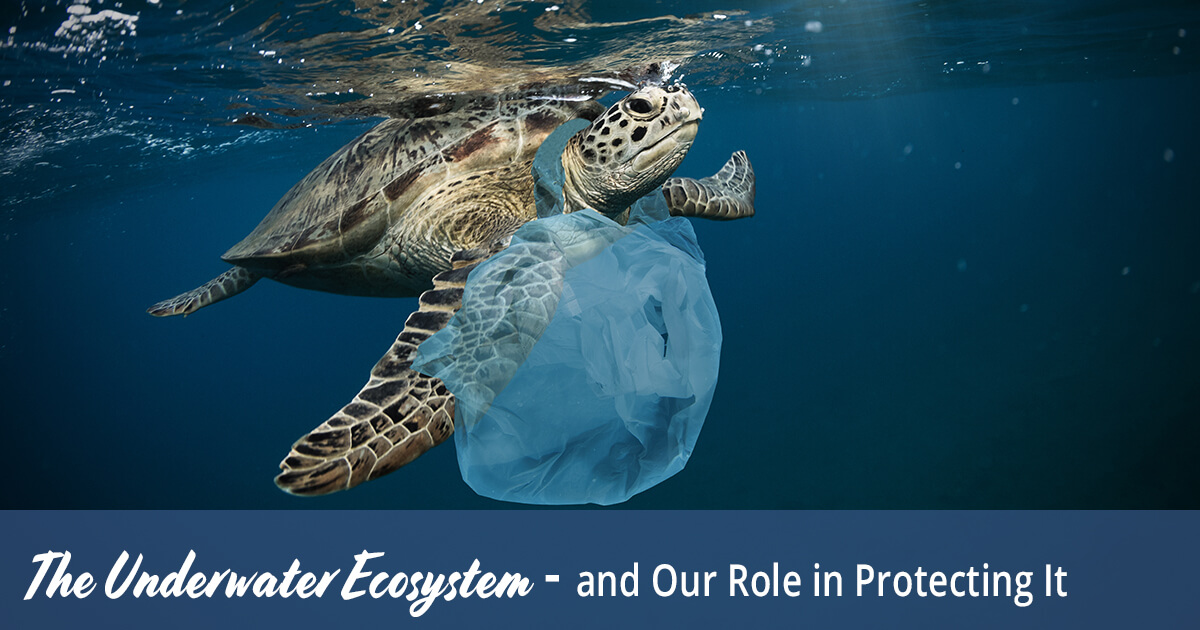 The Underwater Ecosystem and Our Role in Protecting It