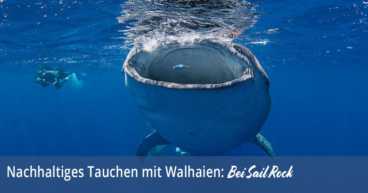 Nachhaltiges Tauchen mit Walhaien