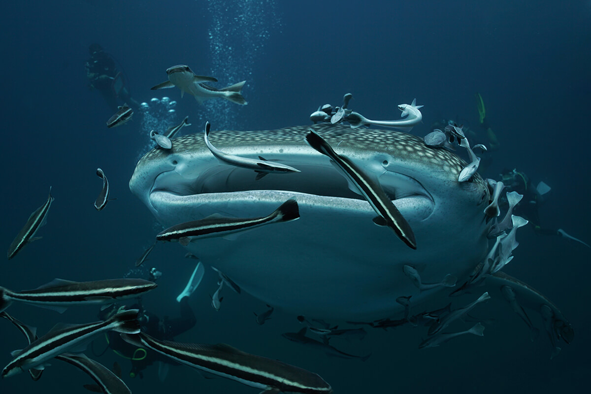 Scuba Diving Sustainably with Whale Sharks