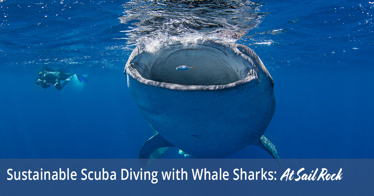 Sustainable Scuba Diving with Whale Sharks