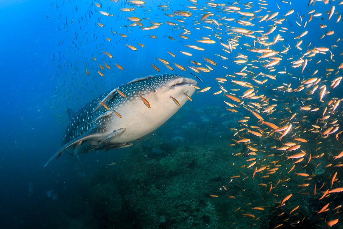 The Whale Sharks of Sail Rock