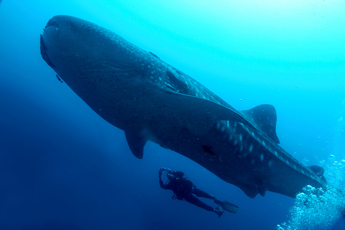 Warum Member Diving wählen?