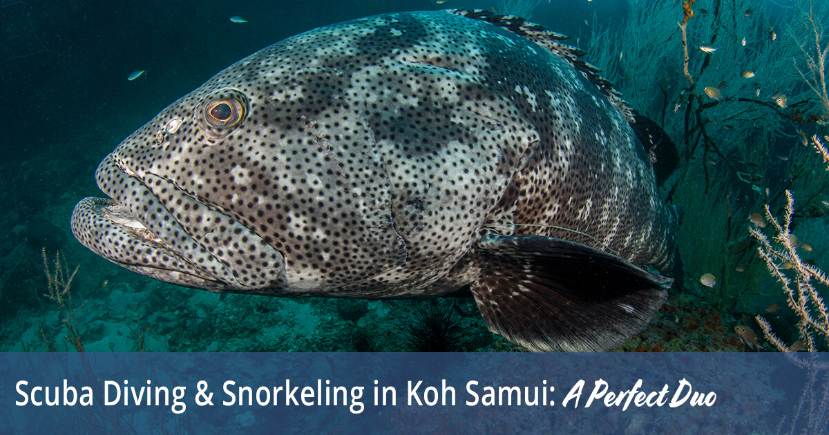 Scuba Diving & Snorkeling in Koh Samui - A Perfect Duo