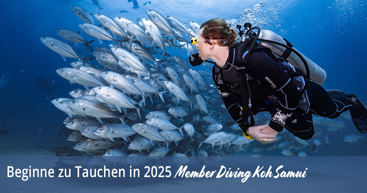 Warum Sie 2025 mit dem Tauchen beginnen sollten mit Member Diving auf Koh Samui