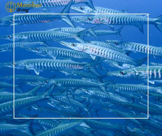 Get hooked on the thrilled of barracuda diving with us www.member-diving.com