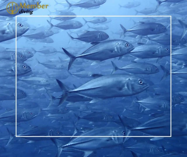 Diving among hundreds of trevally