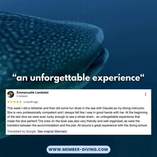 Emmanuelle joined us for a refresher and fun dives… and ended up face-to-face with a whale shark on the final day. 😱💙Claudia, her instructor, made sure everything felt safe and professional from start to finish. Add a warm and organized crew, smooth transfers, and a bit of ocean magic — and you've got the perfect dive trip.✨ Want to make memories like this diving on Koh Samui? Send us a message #kohsamui #kohsamui🌴 #kohsamui🌴☀️ #diving #divinglife #divingtrip #divingschool #whaleshark #whaleshark #whalesharks #whalesharkdiving #WhaleSharkEncounter #whalesharkencounter