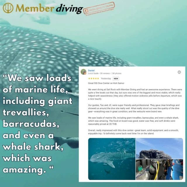 🤿 Giant trevallies. Barracudas. And yes — a whale shark.Daniel joined us for a dive at Sail Rock and called it one of the best and most stable boats out there. 🙌👉 𝟭𝟬% 𝗼𝗳𝗳 𝗶𝗳 𝘆𝗼𝘂 𝗺𝗲𝘀𝘀𝗮𝗴𝗲 𝘂𝘀 𝗻𝗼𝘄 (ask for the 10% promo)What stood out for Daniel?
✅ Friendly, pro dive guides
✅ Brand-new wetsuits and top gear
✅ Delicious food on board
✅ An ocean full of life: barracudas, giant trevallies, and even a whale sharkReady to meet the big fish yourself? Message us now. #divingschool #divingadventures #scubadivinglife #scubadive #divingtrip #samuitravel #samui #scubadiving #diving #divingsamui #kohsamui #kohsamuithailand #divingkohsamui #kohsamuidiving #whaleshark #whalesharks #whalesharkdiving #whalesharkencounter