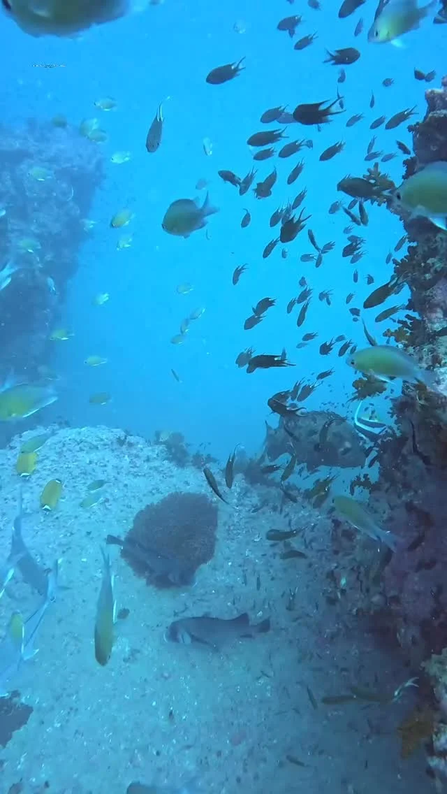 #ssi #gue #scubadiving #tauchen #underwater #halcyoneurope #padi #member #thailand #kohsamui #asia #asiadivers #kohphangan #mares #apeks #divelife #divetravel #divetrip #suunto #air
