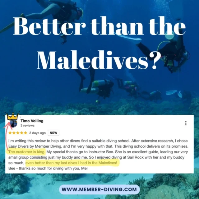 🌴 Better than the Maldives? Timo thinks so...Timo did his research, chose us — and walked away calling it even better than his last dives in the Maldives. 😮💙👑 “The customer is king.”
🐠 Small groups, top instructors (shoutout to Bee!), and Sail Rock at its best.If you want crystal-clear waters, personal attention, and pro-level guiding without the Maldives price tag — this is your sign. #scubadivinglife #scubadive #divingadventures #divingschool #divingtrip #samuitravel #samui #scubadiving #diving #divingsamui #kohsamui #kohsamuithailand #divingkohsamui #kohsamuidiving #samuiisland