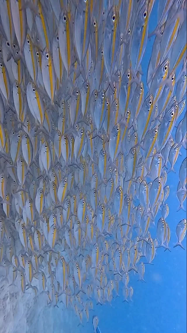 School of yellow-striped trevally#trevally #underwaterwildlife #underwater #scubalove #paditv #kohtao #savetheocean #padidiver #oceanlife