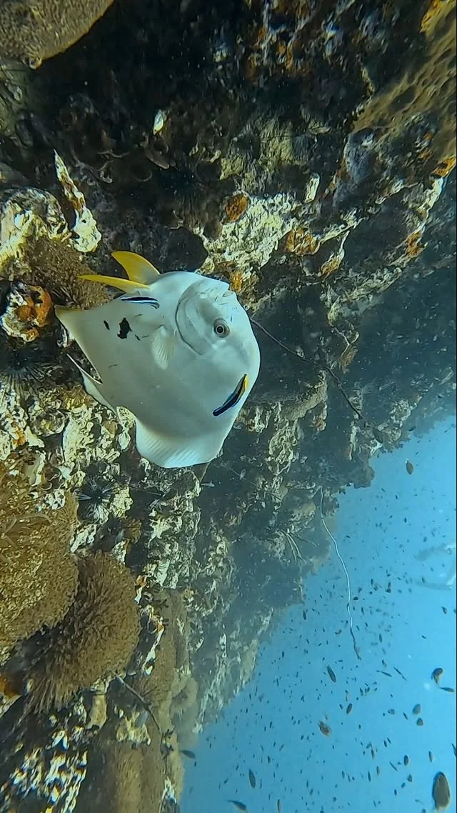 Longfin Batfish#batfish #underwaterwildlife #underwater #scubalove #paditv #savetheocean #padidiver #oceanlife