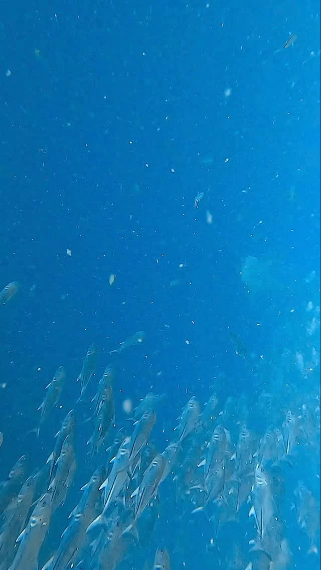 Whale Shark 🥹🤗#whaleshark #graceful #underwaterwildlife #kohtao #underwater #scubalove #paditv #savetheocean #padidiver #oceanlife