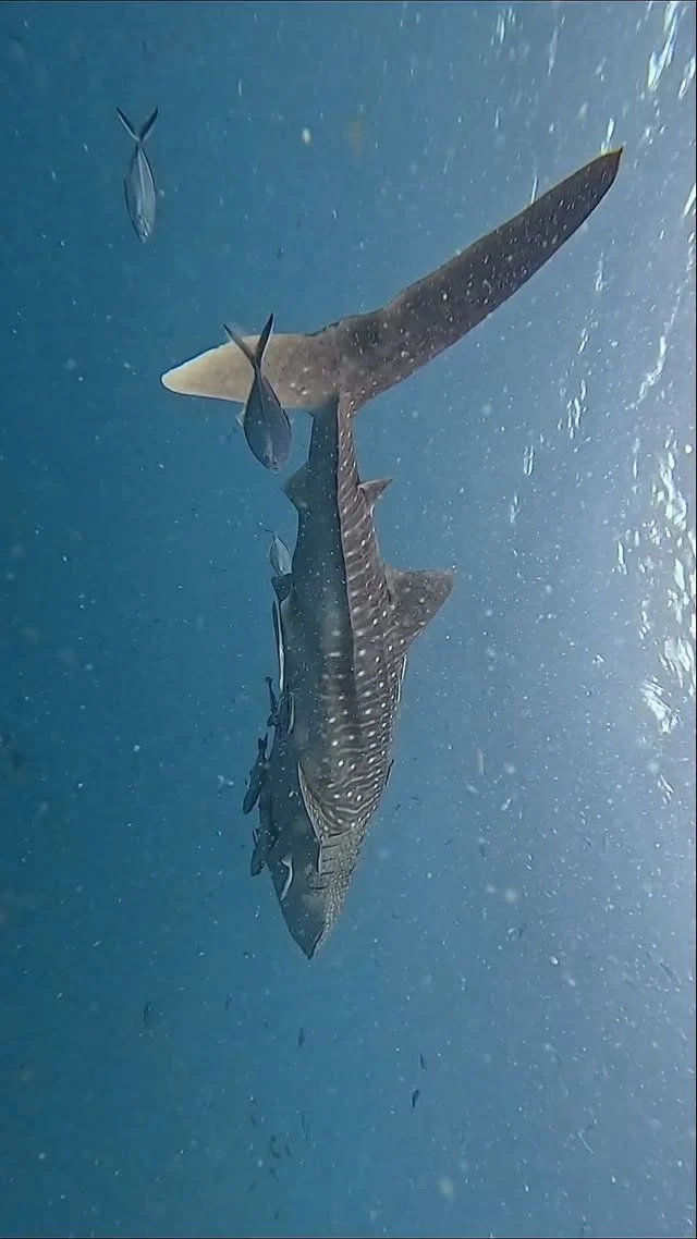 Whale Shark#whaleshark #giantgentle #kohtao #underwaterwildlife #underwater #scubalove #paditv #savetheocean #padidiver #oceanlife