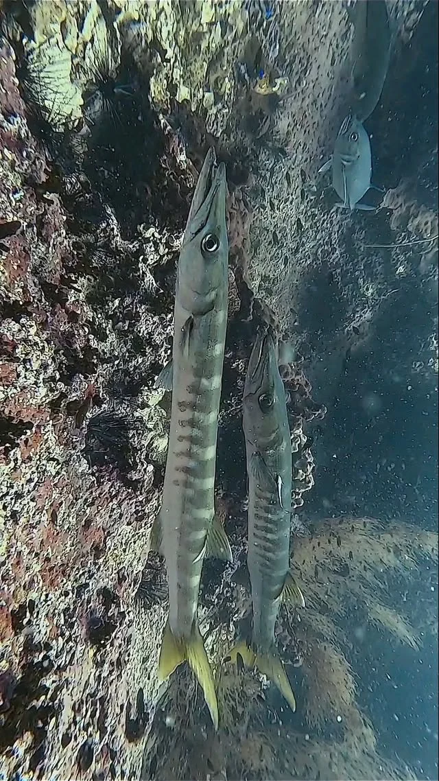 Barracuda#barracuda #kohtao #underwaterwildlife #underwater #scubalove #paditv #savetheocean #padidiver #oceanlife