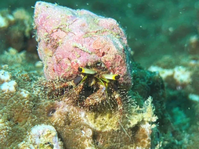 Often you'll find some new dive buddies on the way in the underwater world 🐋🐠 👌🏻#KohTao #DivingKohSamui #MemberDiving #AngThongnationalmarinepark #nature #summerfeeling #KohSamui #Thailand #paradise #summer #boat #sailing #amazingThailand #nature #nationalpark #adventure #marinepark #holiday #sunset #sun #luxury #vacation #whales #sightseeing #BoutiqueYachtingKohSamui